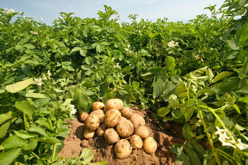 Ankara İTC Patates Serası Polyurea Uygulaması